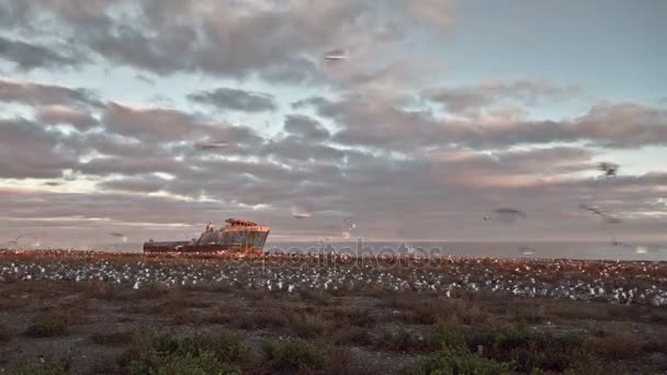 Морские птицы с кораблекрушением — стоковое видео