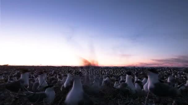 Colónia de aves marinhas — Vídeo de Stock