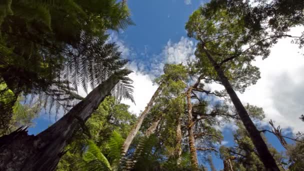 Floresta tropical da Tasmânia com nuvens no céu — Vídeo de Stock