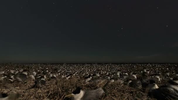 Mořští ptáci v noci s hvězdami — Stock video