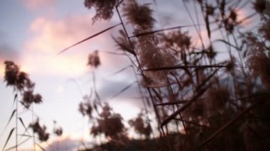 kırsal alan bitkilerde