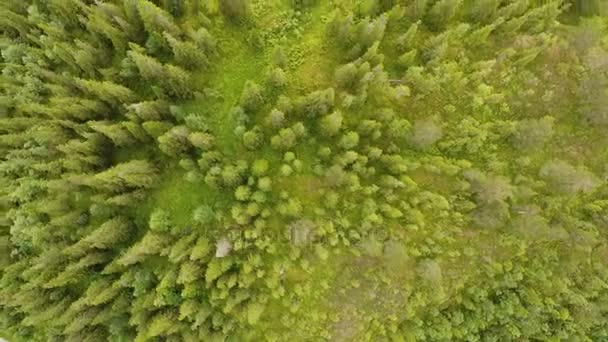 Aerial View Trees Forest Seen Drone — Stock Video