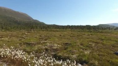 Tundra, dron havadan görünümden üzerinde uçan