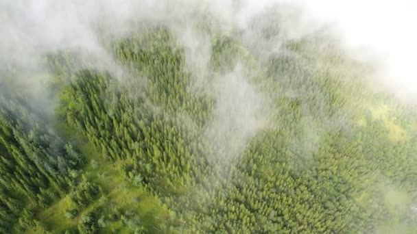Voando Acima Das Nuvens Sobre Uma Floresta — Vídeo de Stock