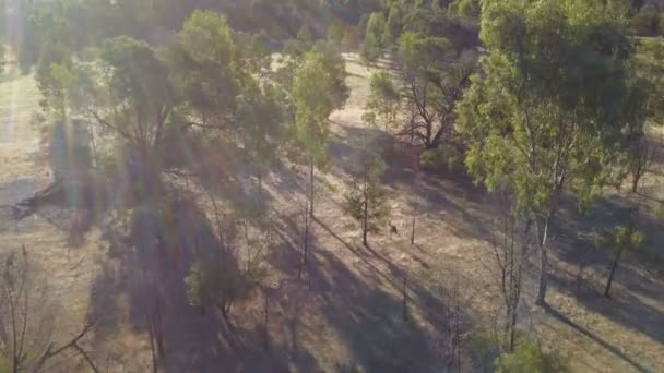 Drone Volando Sobre Canguros Saltando Arbusto Australiano — Vídeo de stock