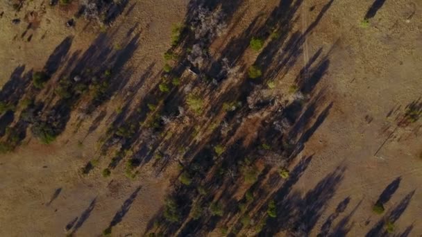 Árvores Sombras Criam Padrão Natureza Partir Vista Aérea — Vídeo de Stock