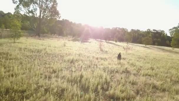 Drone Seguindo Cangurus Saltando Arbusto Australiano — Vídeo de Stock