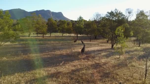 Drone Vliegt Kangoeroes Australische Bush — Stockvideo