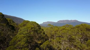 Okaliptüs ormanı üzerinde uçan uçak 