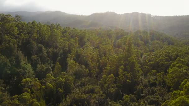 Drone Latający Nad Las Eukaliptusowy Sunflare — Wideo stockowe