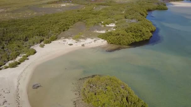 Mangrove Beach Australian Seaside — Stock Video