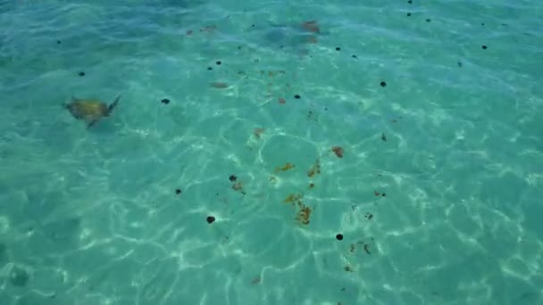 Tortue Mer Nageant Dans Eau Turquoise Australie — Video