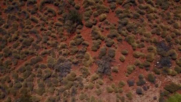 オーストラリアのスピニフェックス草のパターン — ストック動画