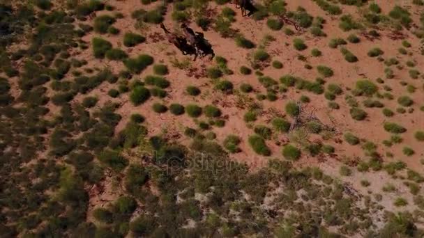 Kudde Wilde Paarden Galopperen Van Luchtfoto — Stockvideo