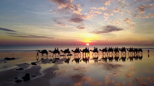 Luchtfoto Van Kamelen Cable Beach Broome Australië — Stockvideo
