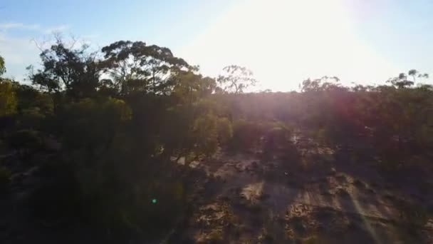 Eukalyptuswald Australischen Outback — Stockvideo