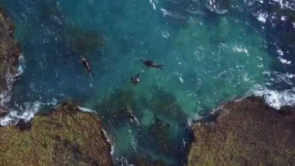 Group Seals Swimming Water Seen Aerial View — Stock Video