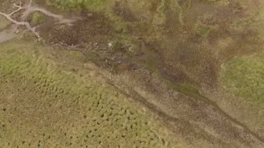 Tundra, dron havadan görünümden gördüm aracılığıyla çalışan Ren geyiği sürüsü