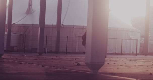 Cool hipster skater girl longboarding in city at sunset — Stock Video