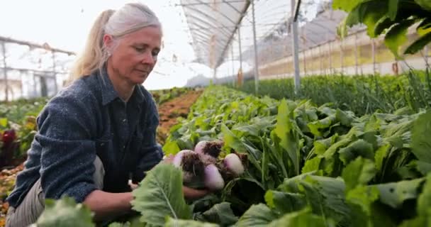 Close up mulher sênior pegar legumes nabos em estufa orgânica — Vídeo de Stock