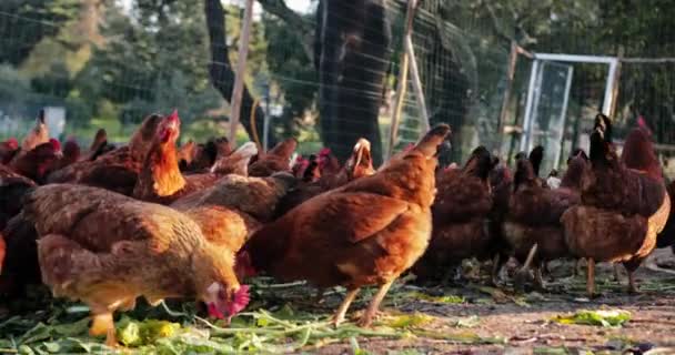 Organik çiftlikteki serbest çiftlik tavuklarını kapatın. — Stok video