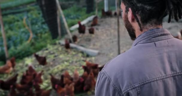 Närbild svart man utfodring kycklingar i ekologisk gård — Stockvideo
