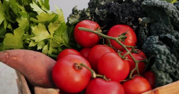 Primer plano de la caja de verduras ecológicas frescas cosechadas — Vídeos de Stock