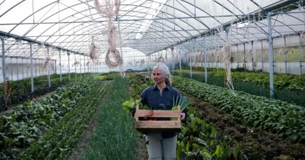 Senior Kaukasische vrouw draagt doos groenten in biologische kas — Stockvideo