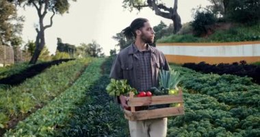 Siyah adam organik çiftlikte bir kutu sebze taşıyor.