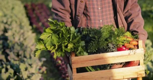 Close up man holding box of vegetables in organic farm — Stock video