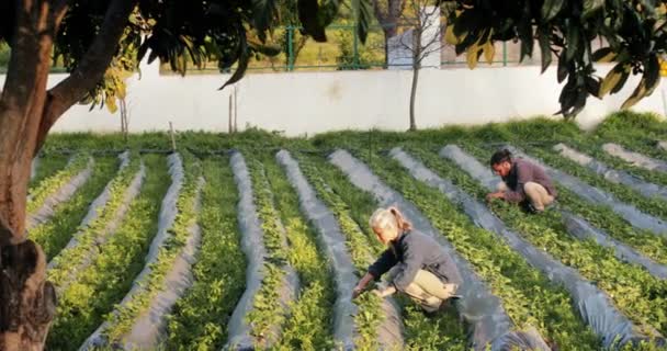 Organik çiftlikteki çilek tarlasını kontrol eden çok ırklı çiftçiler. — Stok video