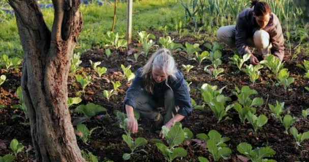 Multietnische landbouwers die de aanplant van gewassen op biologische landbouwbedrijven controleren — Stockvideo