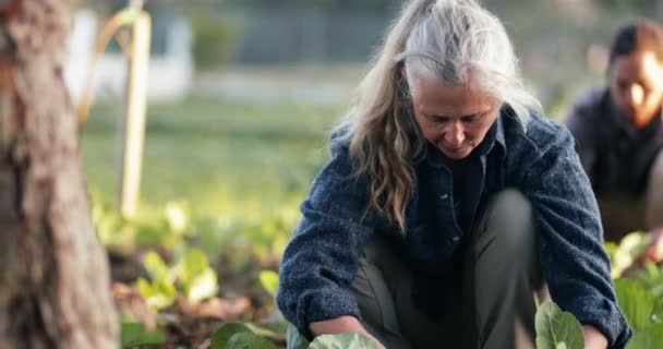 Gros plan femme caucasienne senior vérifiant la plantation de cultures à la ferme biologique — Video