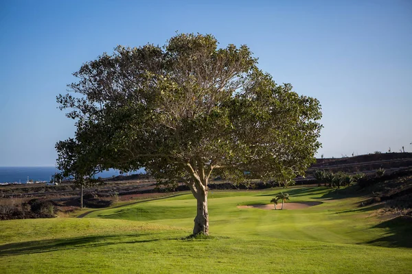 Mooie groene veld met boom — Stockfoto