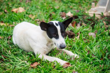 Bahçede çim pistte rahatlatıcı köpek.