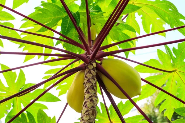 Frutas amarelas de mamão crescendo na árvore no jardim — Fotografia de Stock