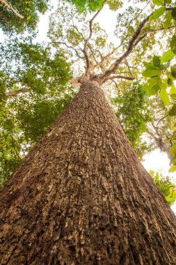 Büyük bagajı torest içinde ağaç