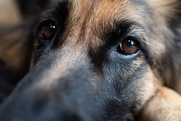 Close up of German Shepherd Dogs Eyes