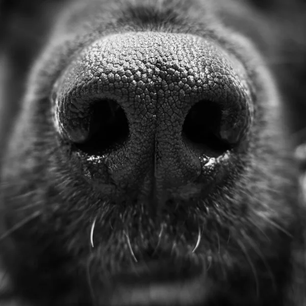 Nose of a black labrador retriever puppy dog — Stock Photo © feedough