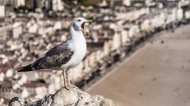 Bir şehrin önünde martı
