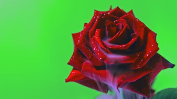 Humo y una hermosa rosa. Fondo verde — Vídeos de Stock