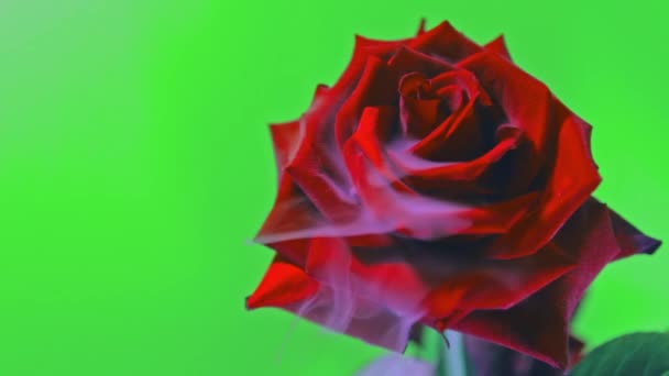 Rök och en vacker ros. Grön bakgrund — Stockvideo