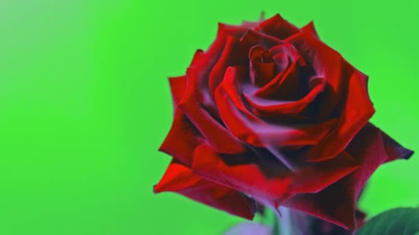 Smoke and a beautiful rose. Green background — Stock Video