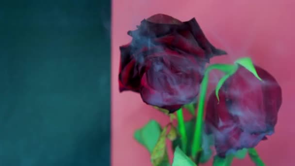 Humo y una hermosa rosa. Fondo rojo-verde oscuro — Vídeo de stock