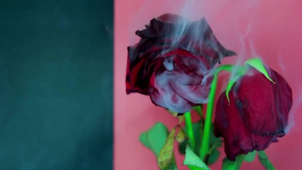 연기와 아름다운 장미. 붉은 색, 녹색 배경 — 비디오