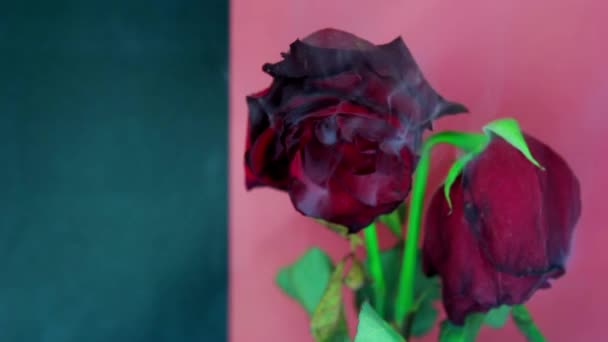 Humo y una hermosa rosa. Fondo rojo-verde oscuro — Vídeos de Stock