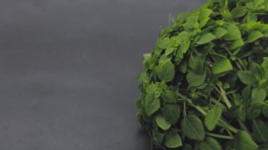 Bir adam fesleğene, kiraz domatesi, biber, mini salatalık, vejetaryenlik koyar. Salata dilimlemek için güzel sebzeler hazırlandı. Yakın plan.