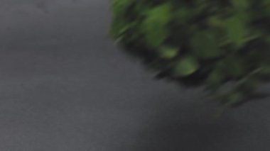 Masaya fesleğen, kiraz domatesleri, küçük salatalıklar, vejetaryenlik koyan bir adam. Salata dilimlemek için güzel sebzeler hazırlandı. Yakın plan.