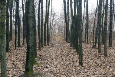 Sonbahar orman ağaçları. Yapraksız doğa sonbahar bulutlu