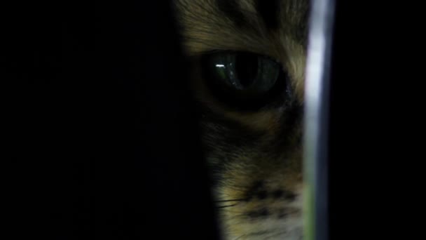 Kot z dużymi oczami w ciemnym zbliżeniu patrzący w kamerę. — Wideo stockowe